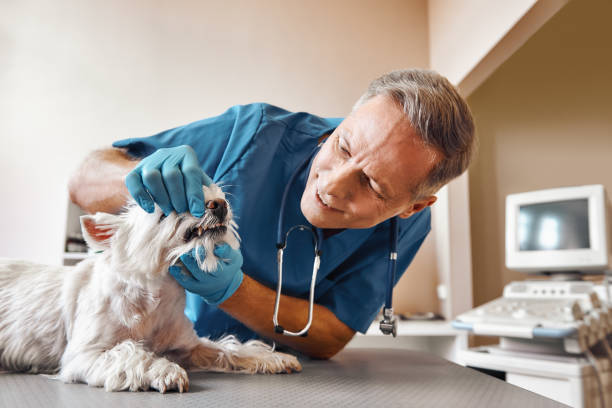 Best Urgent Tooth Repair  in Mount Vernon, TX